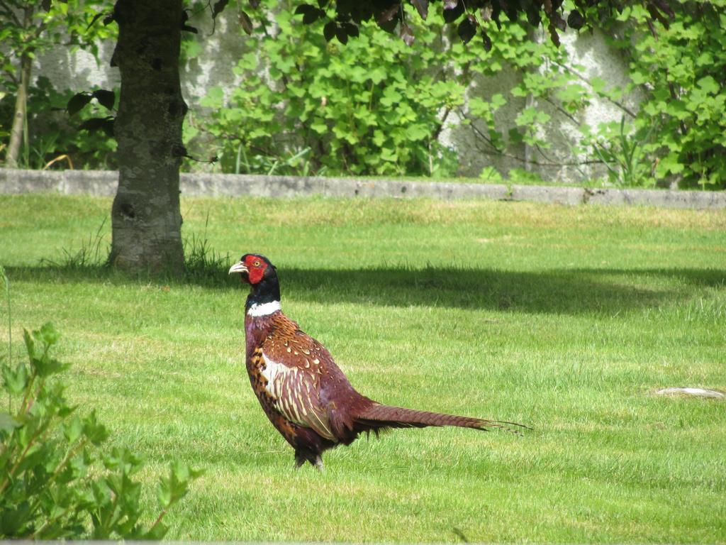 Rossmor Bed & Breakfast Grantown-on-Spey エクステリア 写真