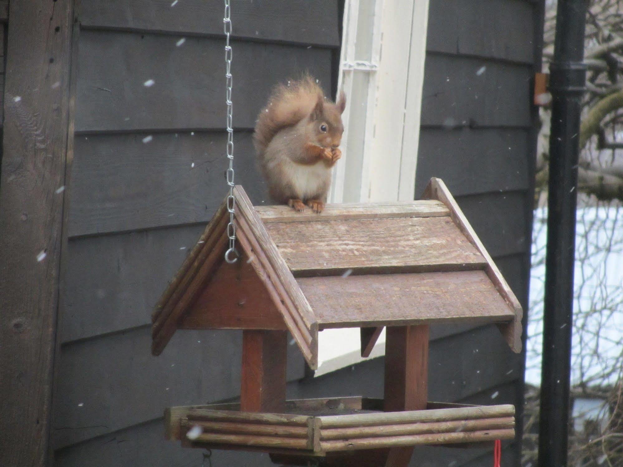 Rossmor Bed & Breakfast Grantown-on-Spey エクステリア 写真